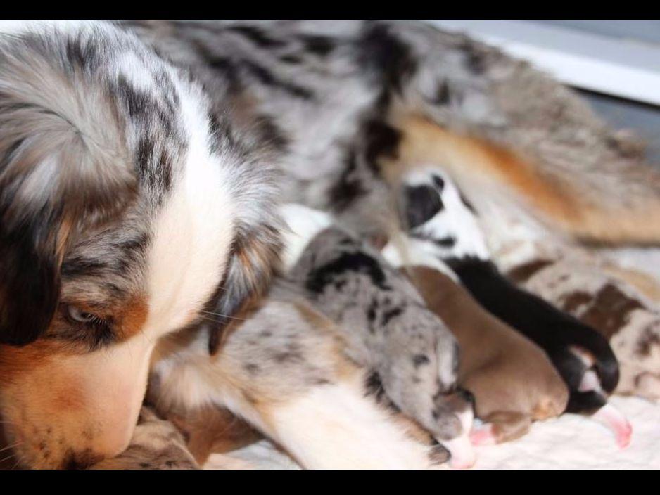 Wiggle Rump - Miniature American Shepherd Puppies for Sale in ...