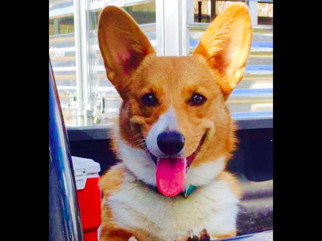 Wynn Pembroke Welsh Puppies for Sale in Moultrie, GA