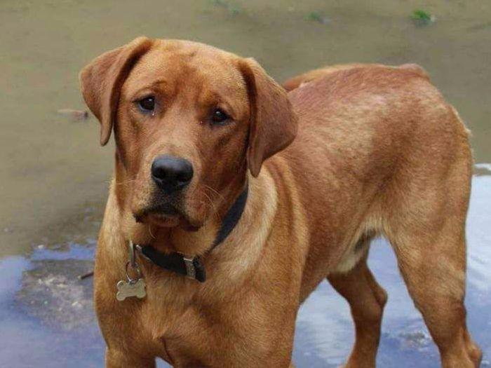 SHADOW MOUNTAIN LABRADOR Labrador Retriever Puppies for Sale in