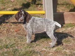 akc german shorthaired pointer