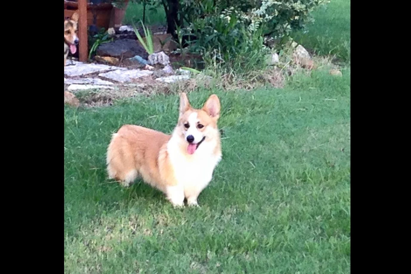 JMJR Puppies For Sale