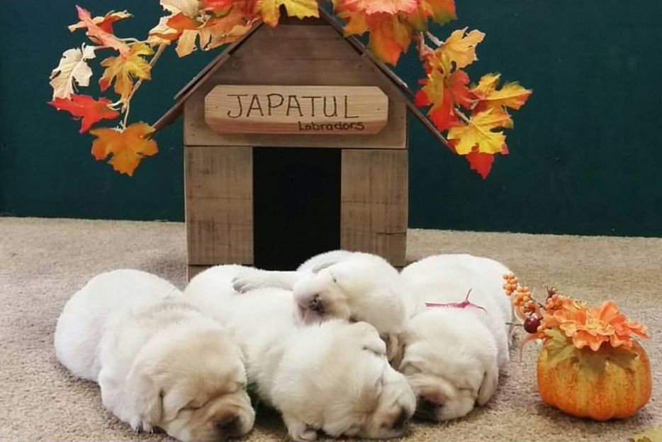Japatul Labradors Labrador Retriever Puppies for Sale in Corning, CA