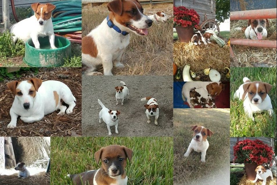 Hickory Hills JackS Russell Terrier Puppies for Sale in Fairfield, IA AKC Marketplace