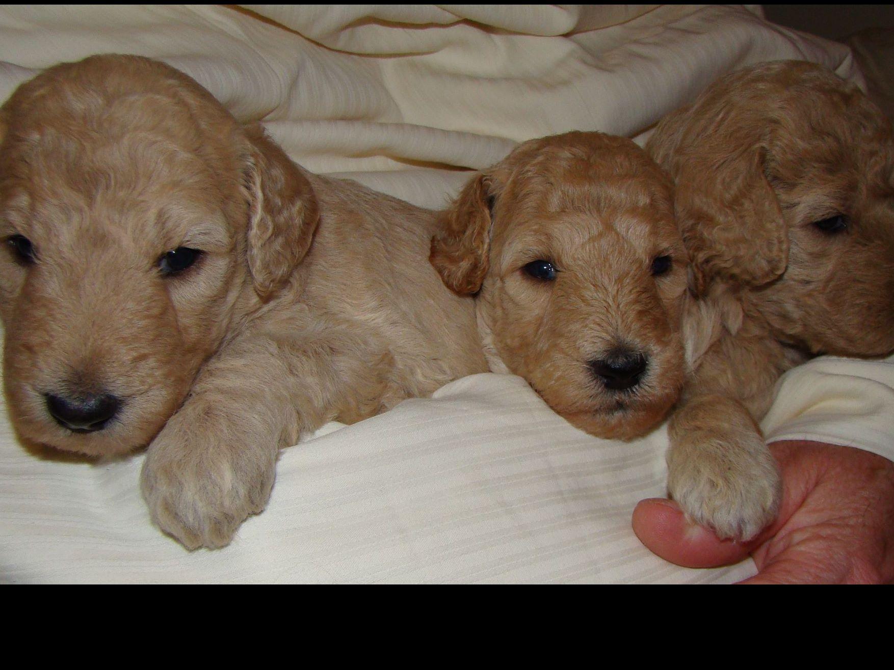 Farleys D Standard Poodles Apricot, Cream, Red On Occation Puppies