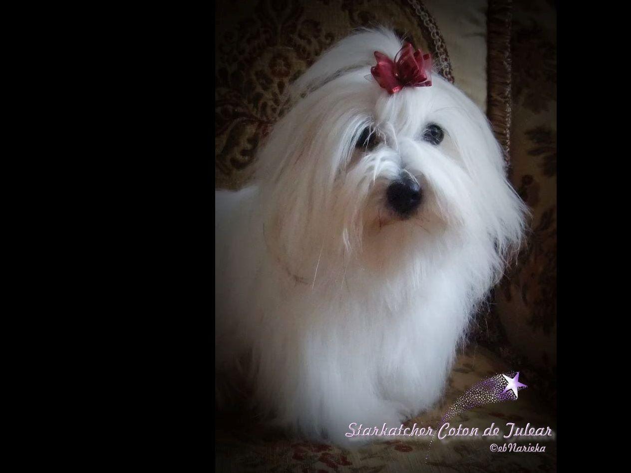 akc coton de tulear