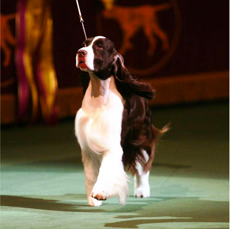 American Kennel Club