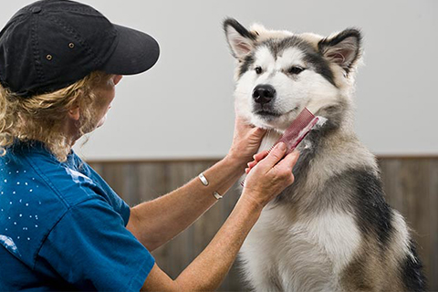 Image showcasing AKC Marketplace for Groomers - The Best Way To Find The Right Groomer ...
